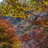20151114-095216-0-NIKON D810