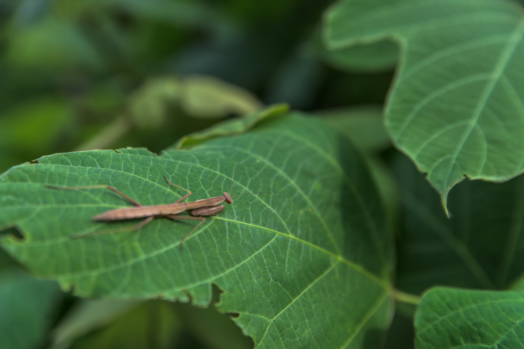 NIKON D810-20150719-075021-0