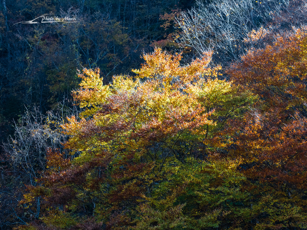 E-M5MarkII-20151025-103748-0