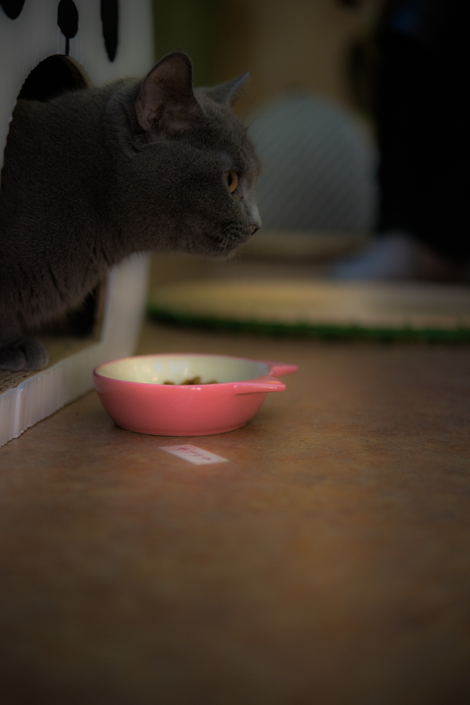 20151219-113004-0-NIKON D810