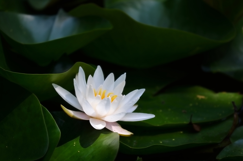 スイレンー０１