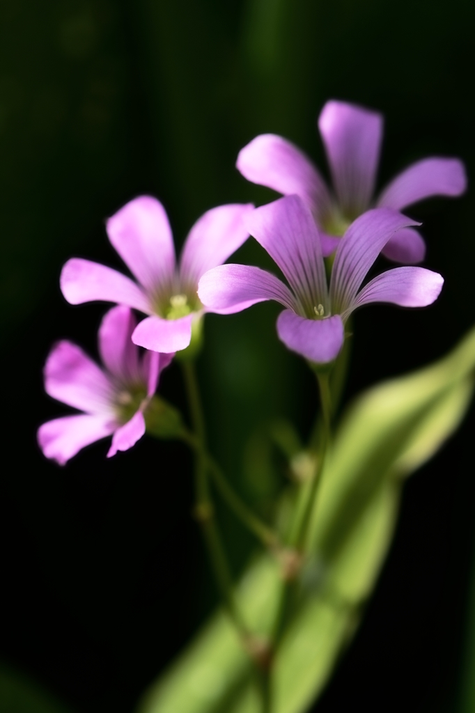 庭の小花－０１