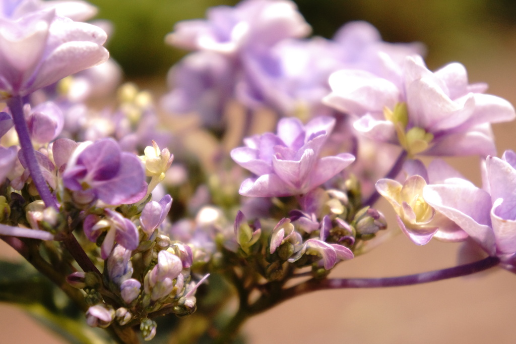 紫陽花の陽だまり