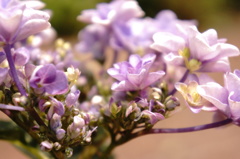 紫陽花の陽だまり