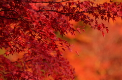 紅