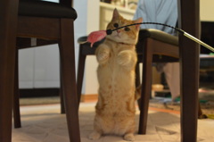 こんなにおおきいぞ