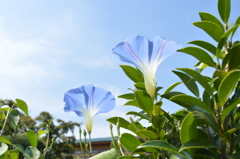 蒼