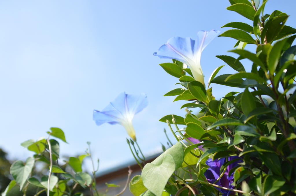 夏の終わりの朝顔