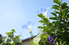 夏の終わりの朝顔