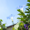 夏の終わりの朝顔