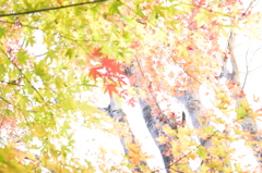 愛