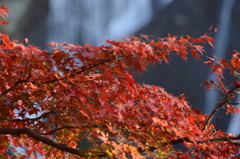 燃える