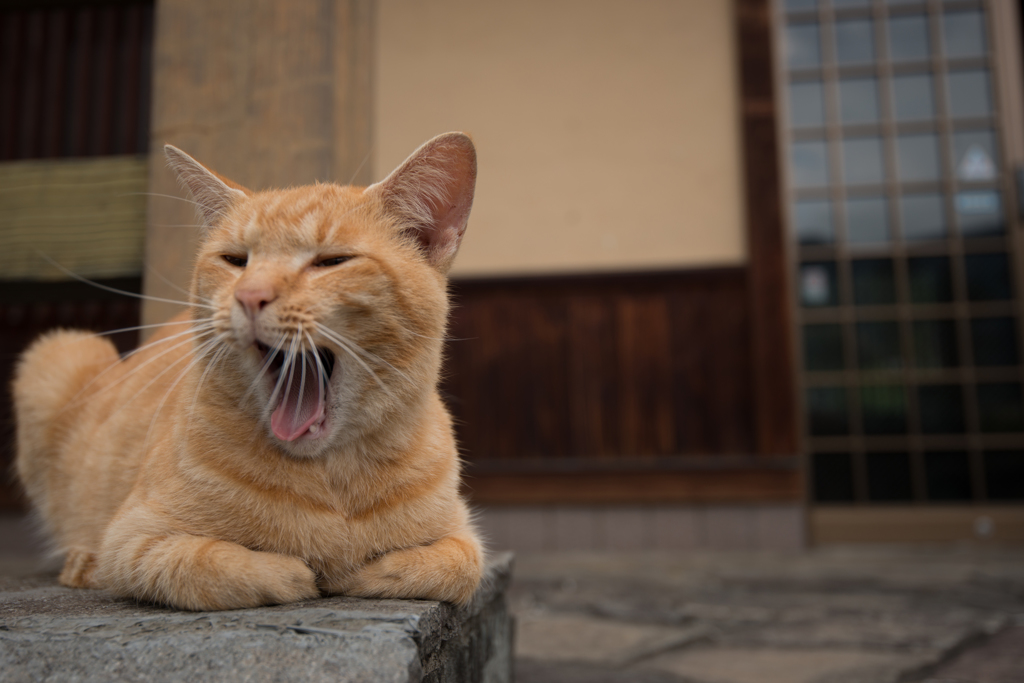 我輩は眠いのである