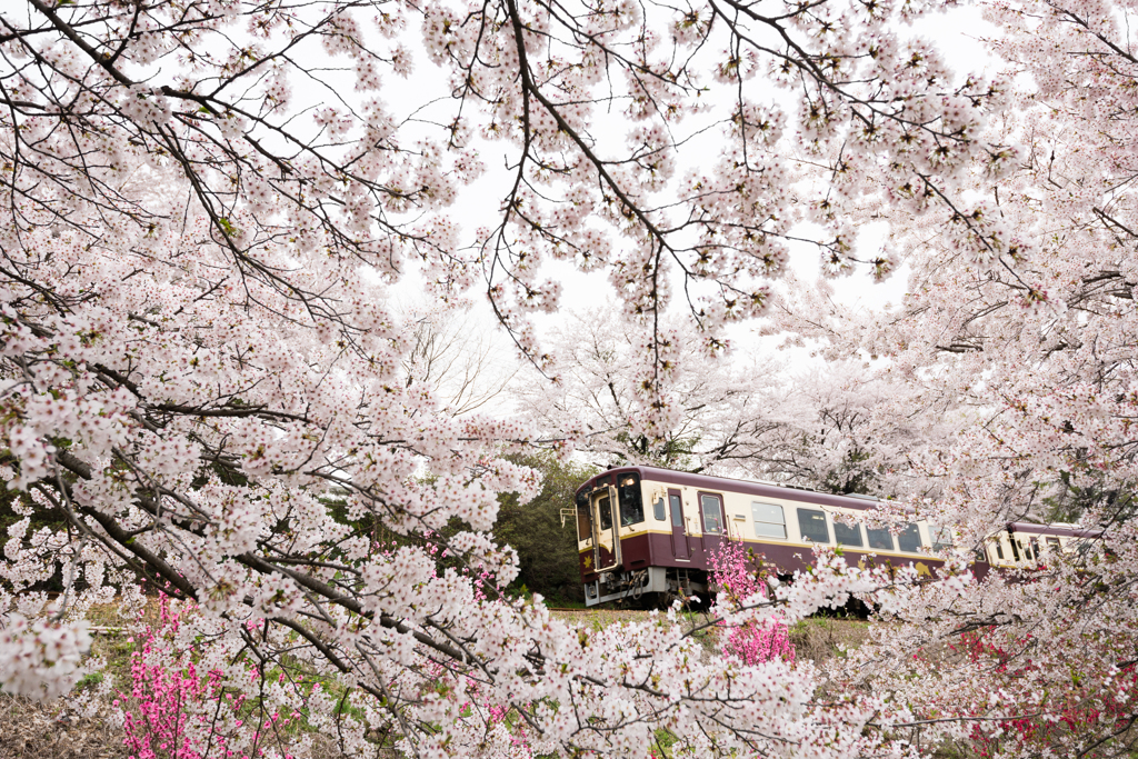 桜中魚