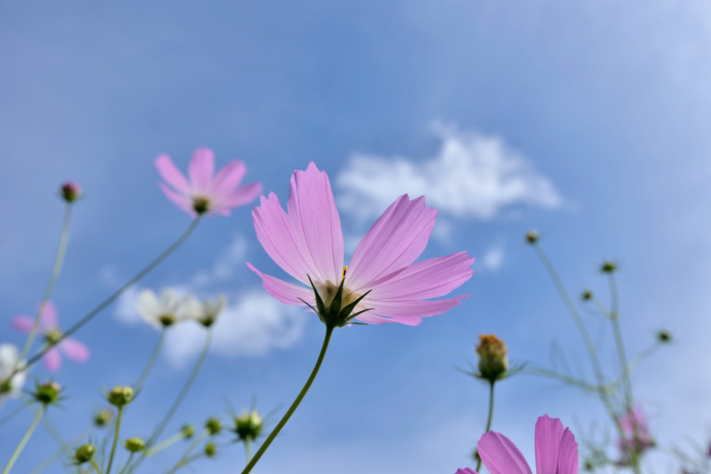 秋空秋桜