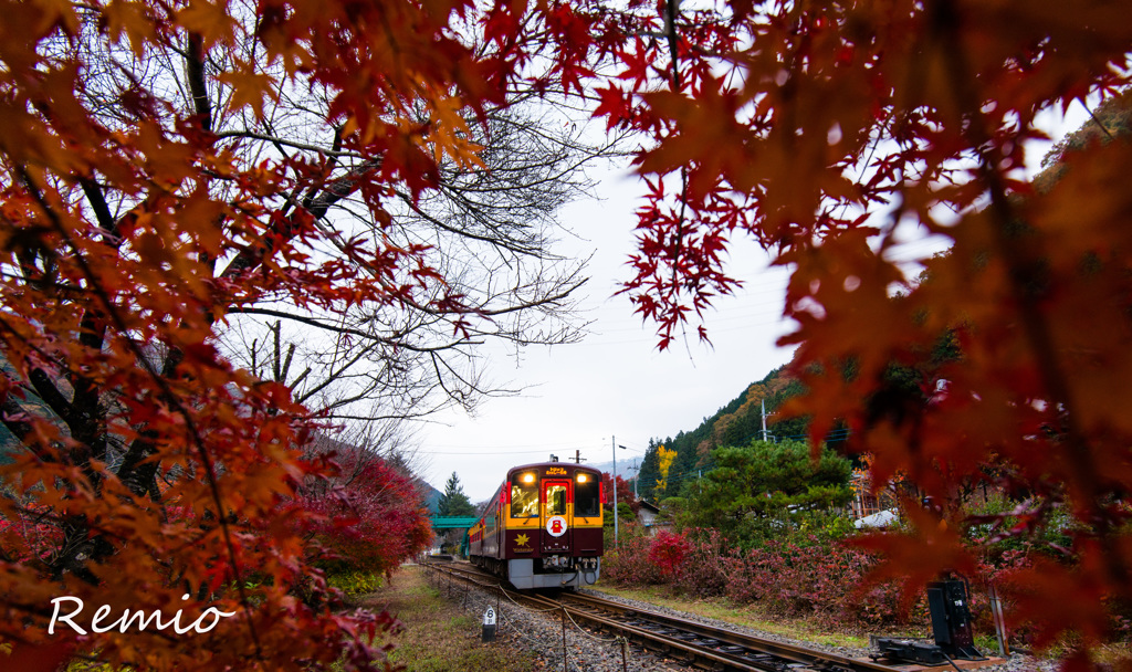 わ鐵　2015紅葉