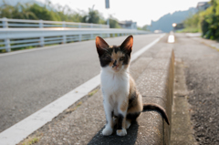 花輪の子猫２