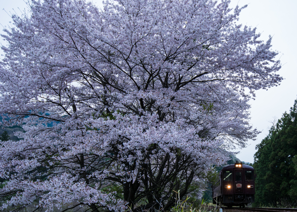 わ鐵桜Ⅲ