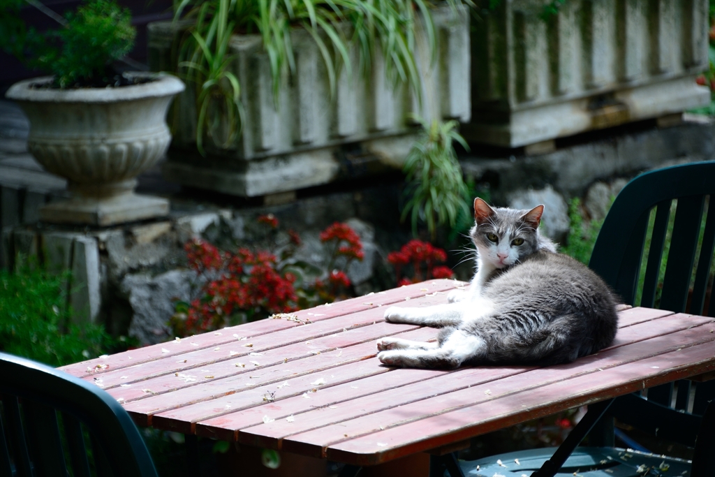 世界遺産の美猫様