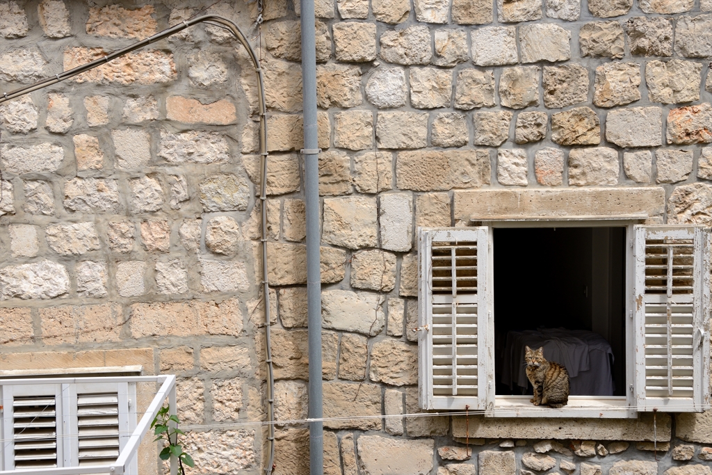 ねこのいる風景