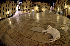広場と猫
