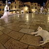広場と猫
