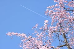 飛行機雲