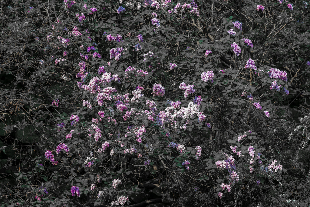 DSC06346-1-2