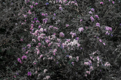 DSC06346-1-2