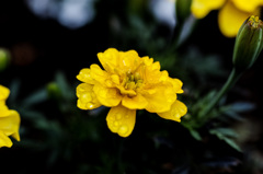 SDIM0520-1