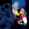 DSC00853