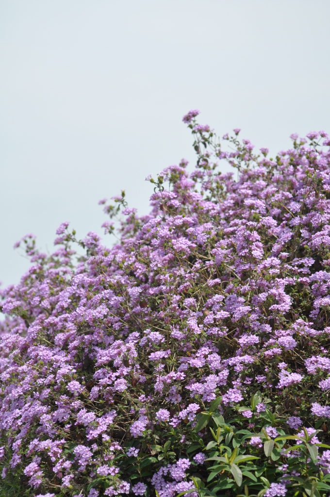 お花−４