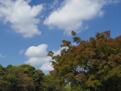 色づくまではもう少し