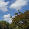 色づくまではもう少し