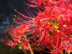 曼珠沙華