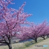 河原に咲く葵桜