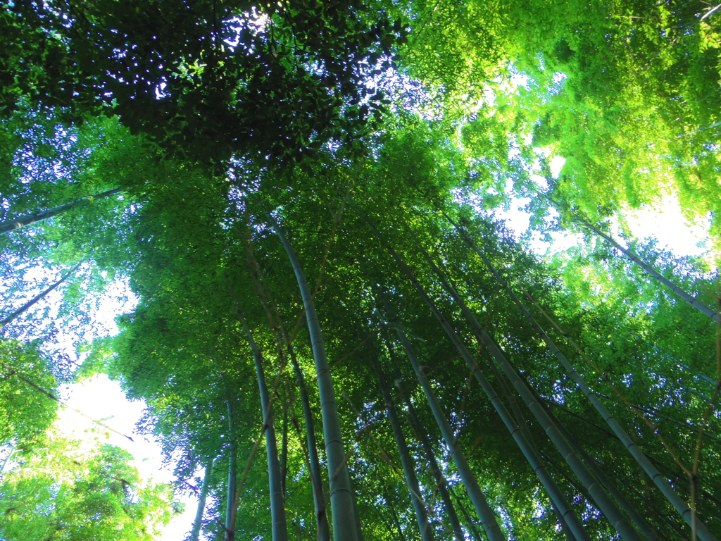 竹林