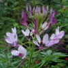 IMGP3119