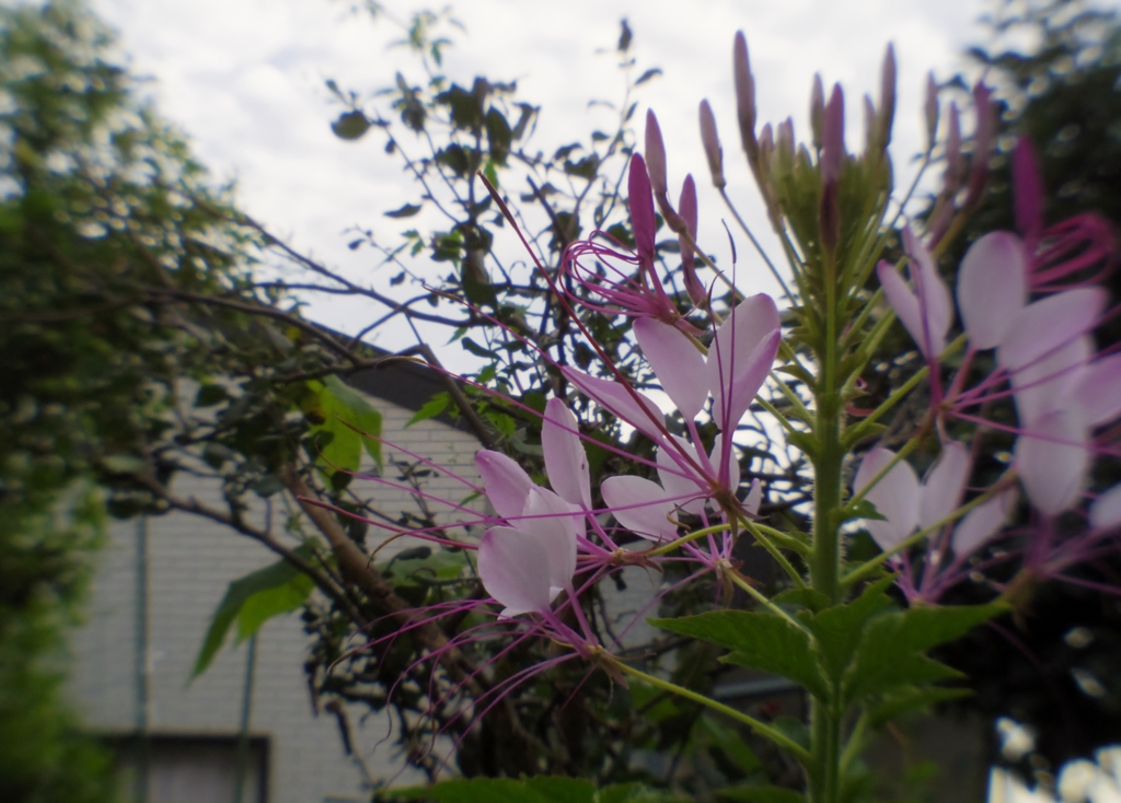 IMGP3112