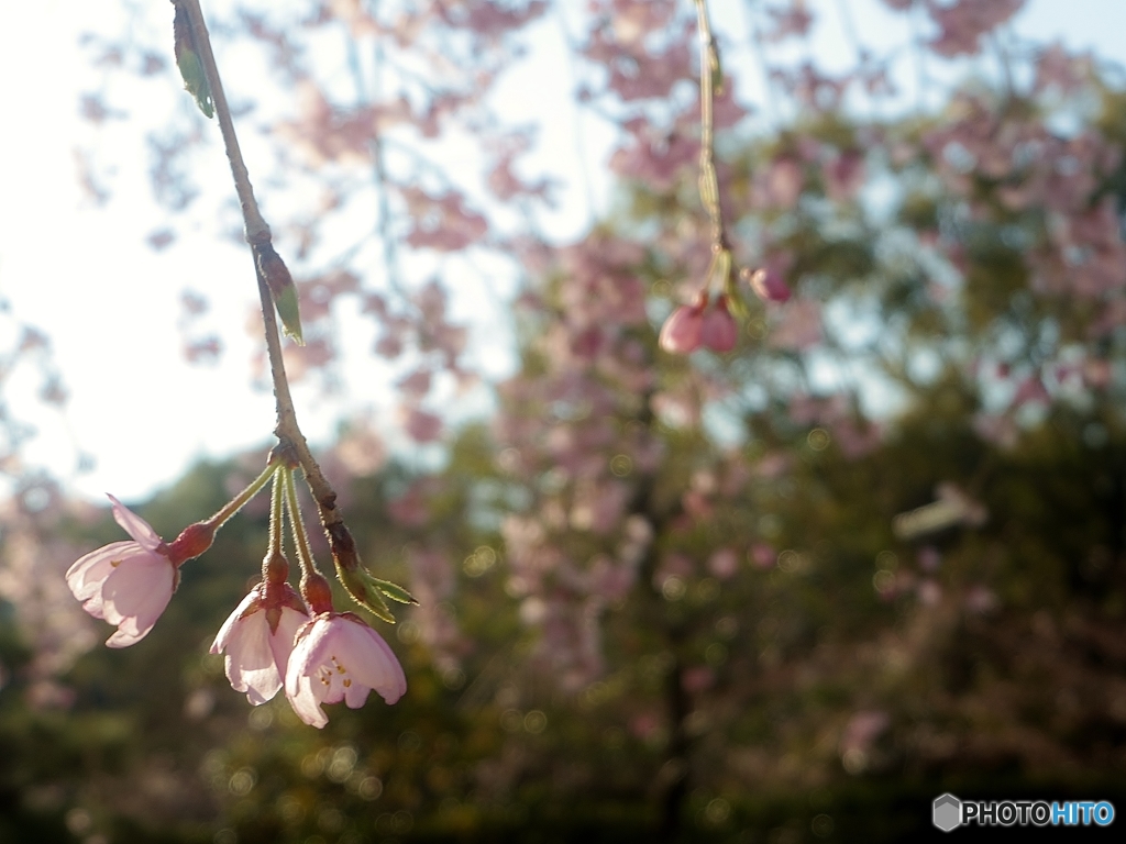 枝垂れ桜