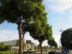 並木１