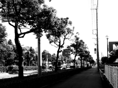 並木２