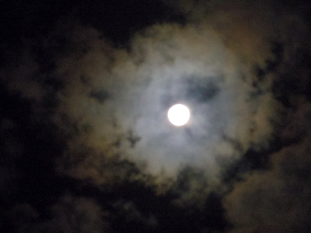 IMGP3081