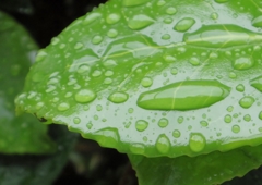 雨粒滴る