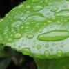雨粒滴る