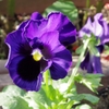 パンジー