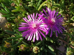 IMGP3427