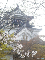 岡崎城に咲く桜