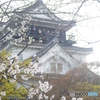 岡崎城に咲く桜
