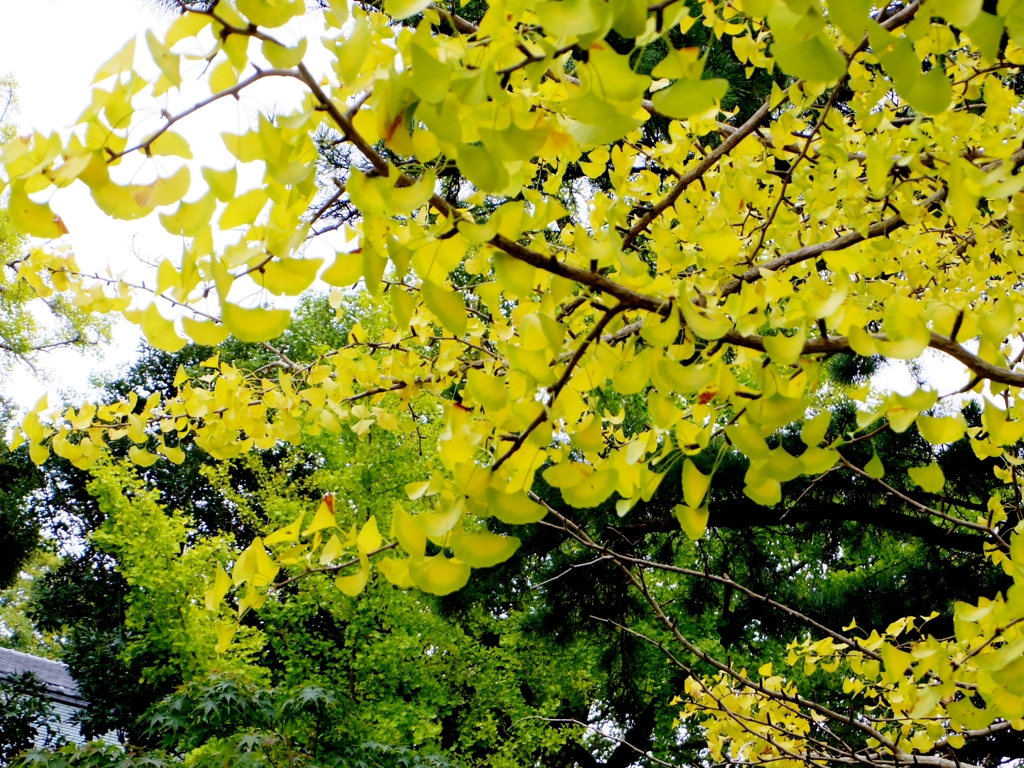 IMGP3944